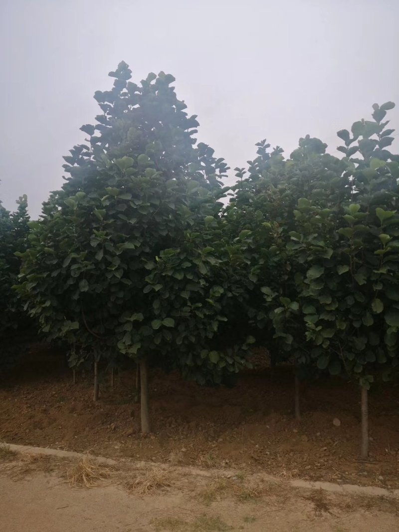 白玉兰望春玉兰毛玉兰山玉兰紫玉兰