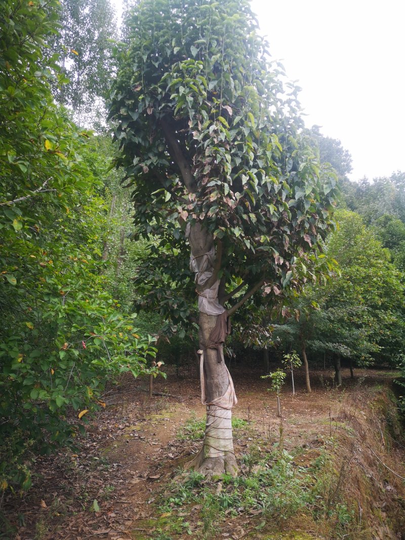 白玉兰望春玉兰毛玉兰山玉兰紫玉兰