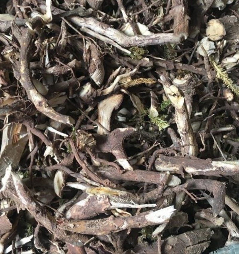 老虎刺，道地药材，质优价实，品质保证，药典标准一公斤起批