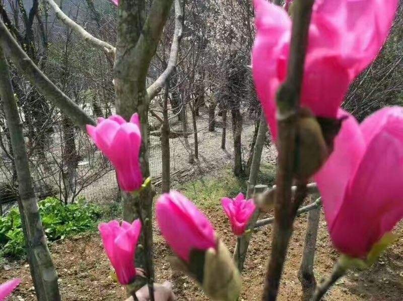 娇红玉兰娇红一号胶红二号
