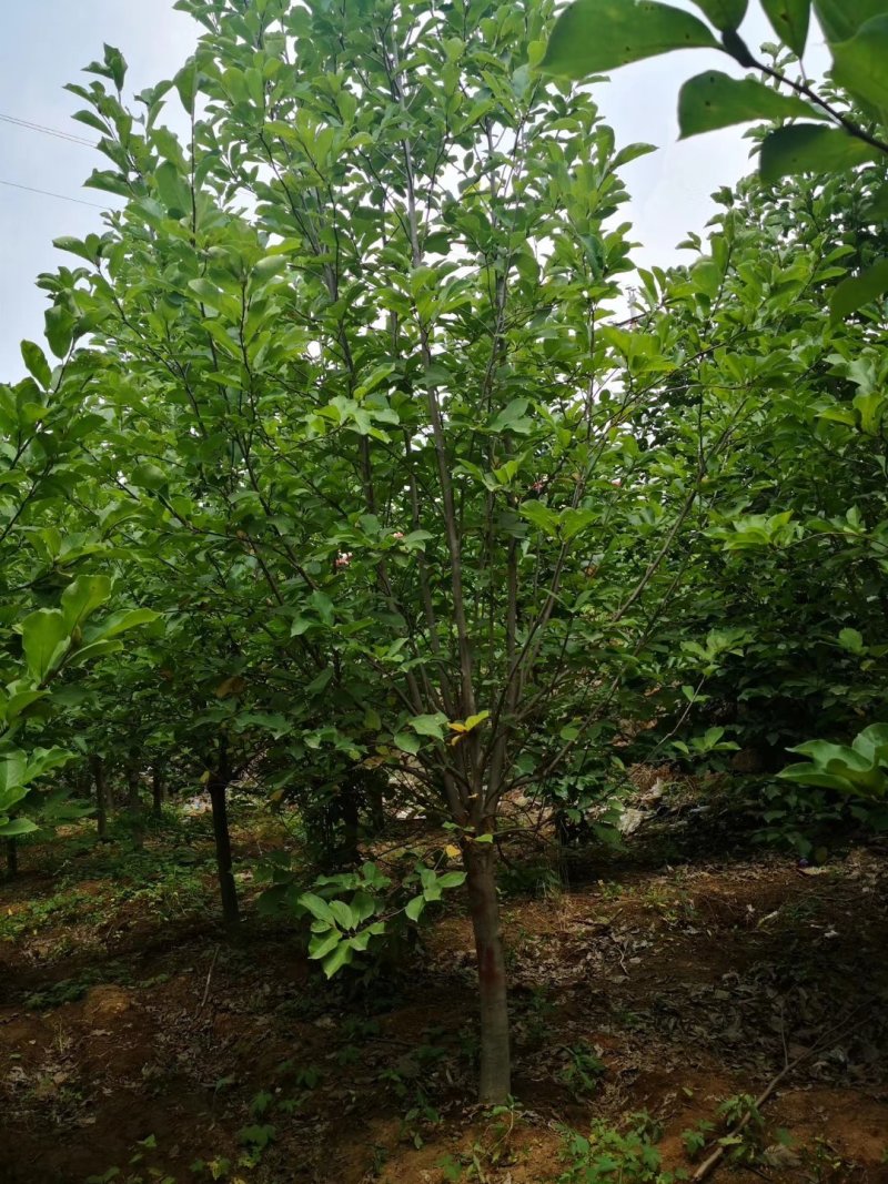 娇红玉兰娇红一号胶红二号