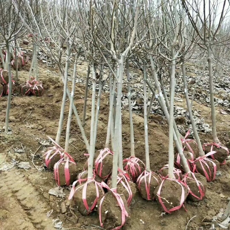 玉兰基地供应白玉兰，紫玉兰，红玉兰1—25公分