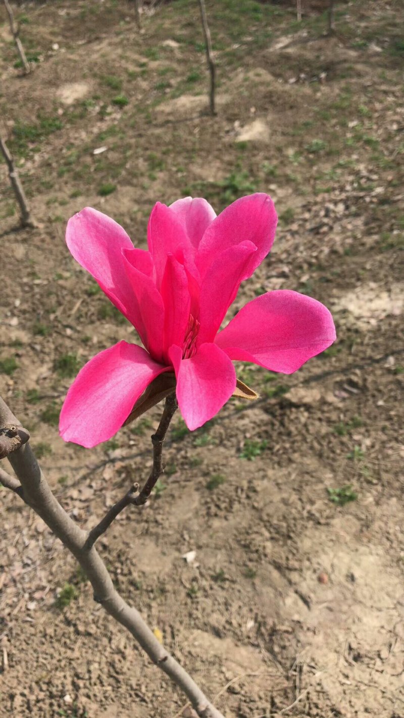玉兰基地供应白玉兰，紫玉兰，红玉兰1—25公分
