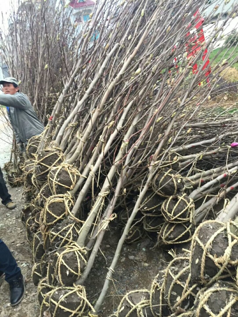 玉兰基地供应白玉兰，紫玉兰，红玉兰1—25公分
