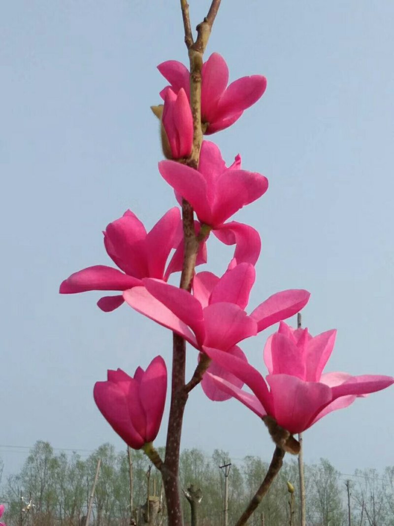玉兰基地供应白玉兰，紫玉兰，红玉兰1—25公分