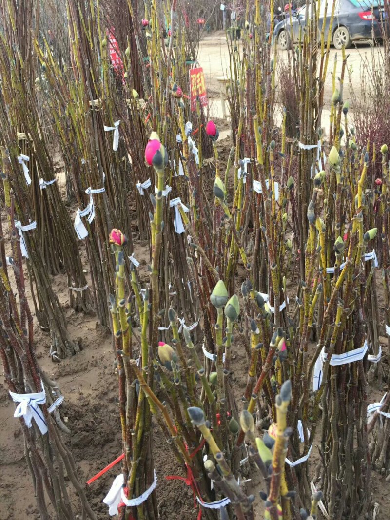 玉兰基地供应白玉兰，紫玉兰，红玉兰1—25公分