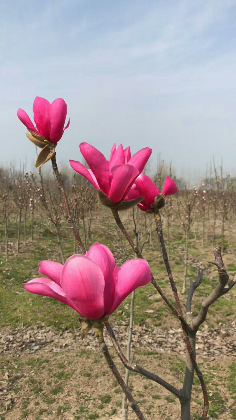 玉兰基地供应白玉兰，紫玉兰，红玉兰1—25公分