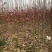 玉兰基地供应白玉兰，紫玉兰，红玉兰1—25公分