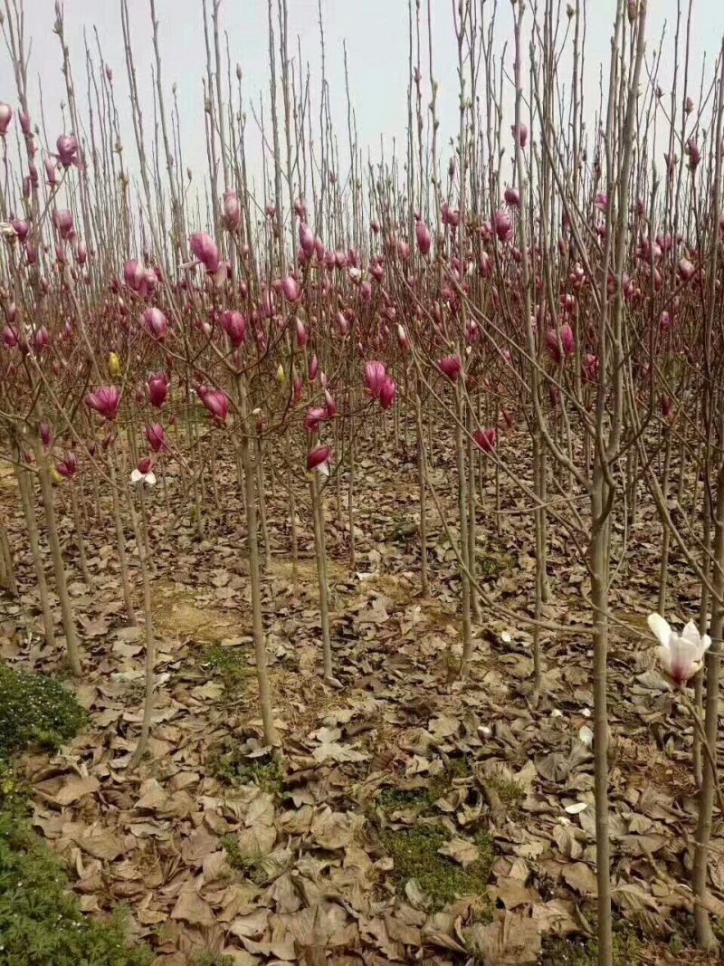 玉兰基地供应白玉兰，紫玉兰，红玉兰1—25公分