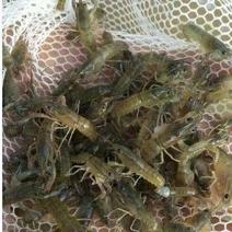淡水澳洲龙虾苗，技术孵化出产快大苗，可技术指导养殖规划