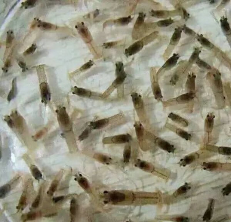 淡水澳洲龙虾苗，技术孵化出产快大苗，可技术指导养殖规划