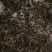 淡水澳洲龙虾苗，技术孵化出产快大苗，可技术指导养殖规划
