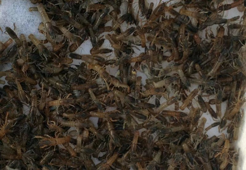 淡水澳洲龙虾苗，技术孵化出产快大苗，可技术指导养殖规划