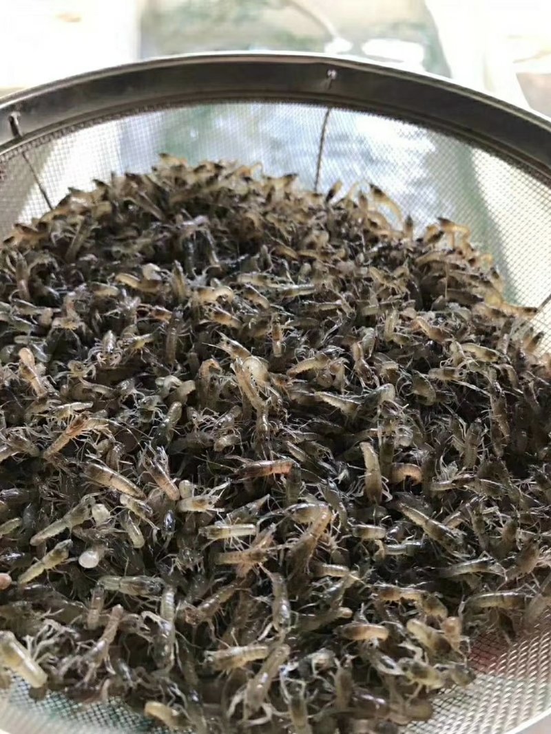 淡水澳洲龙虾苗，技术孵化出产快大苗，可技术指导养殖规划