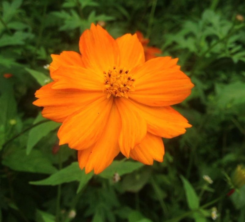 硫化菊种子花海硫华菊种子四季易种