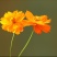 硫化菊种子花海硫华菊种子四季易种