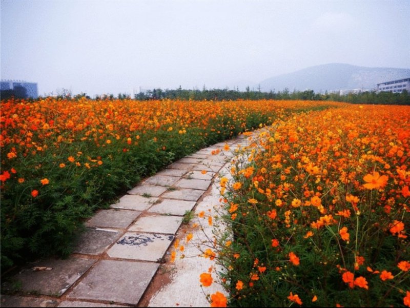 硫化菊种子花海硫华菊种子四季易种