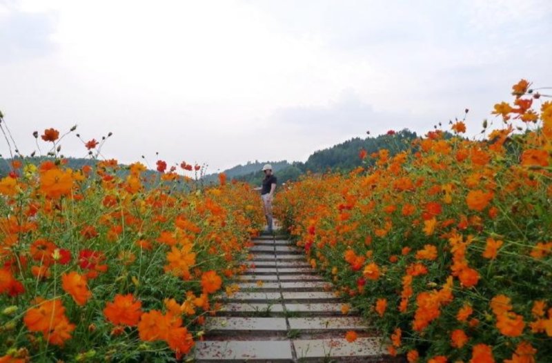 硫化菊种子花海硫华菊种子四季易种