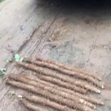 棒药，口感绵糯，条形好，纯沙地