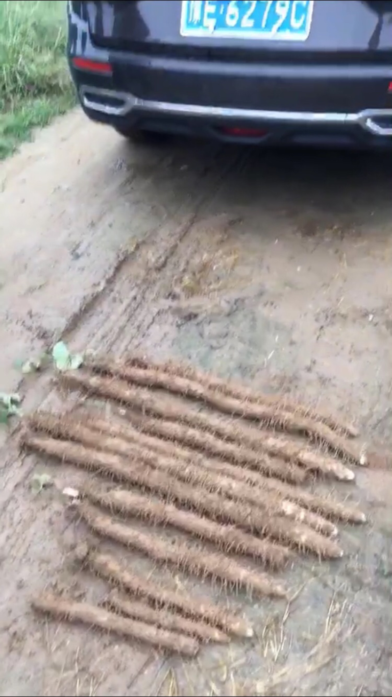 棒药，口感绵糯，条形好，纯沙地
