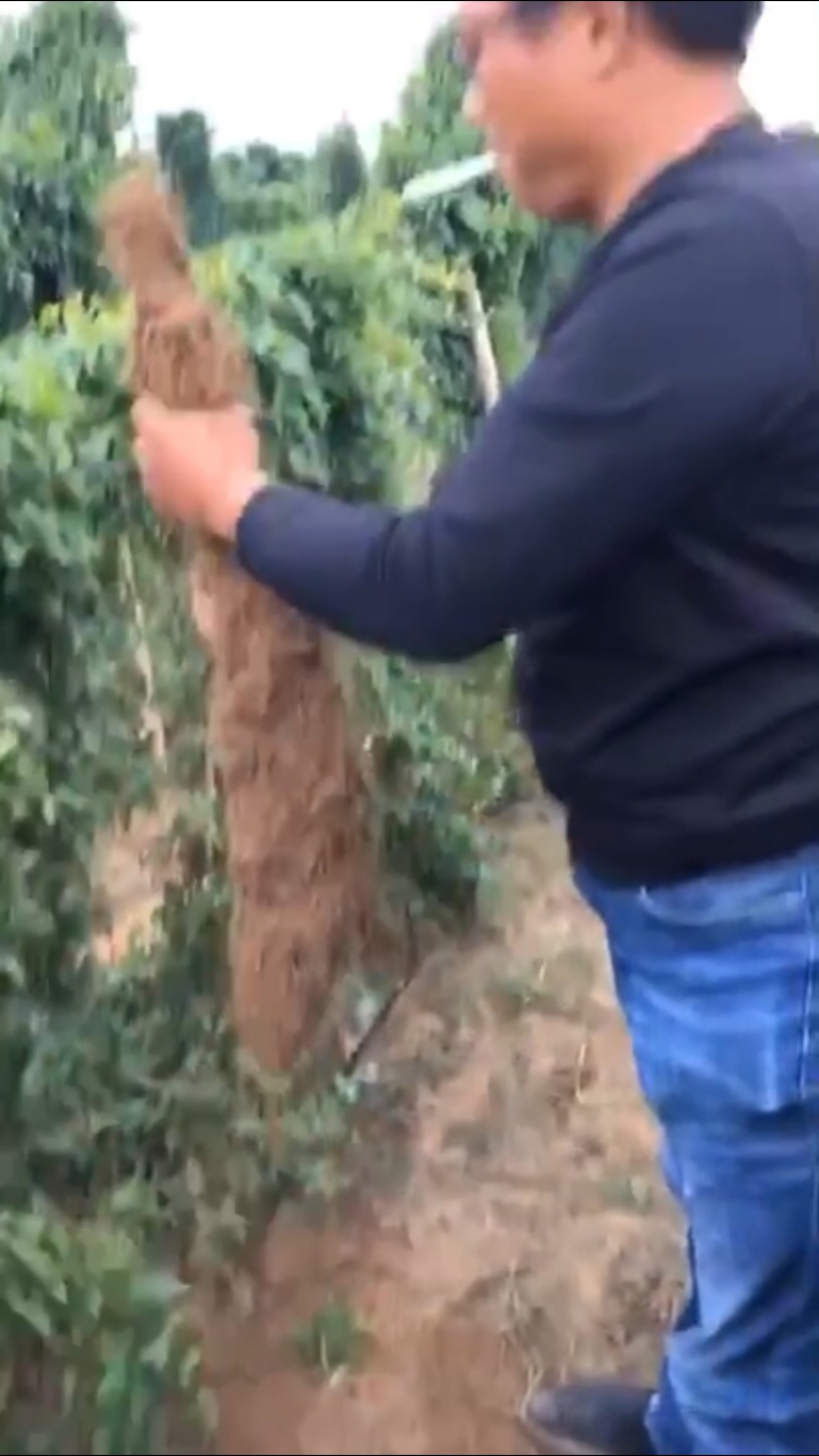 棒药，口感绵糯，条形好，纯沙地
