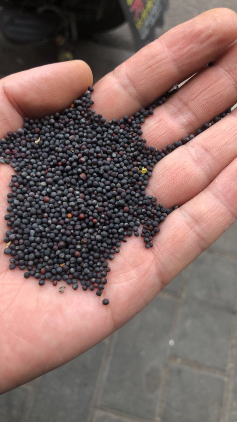 江苏本地油菜籽。看不上补贴来回车费