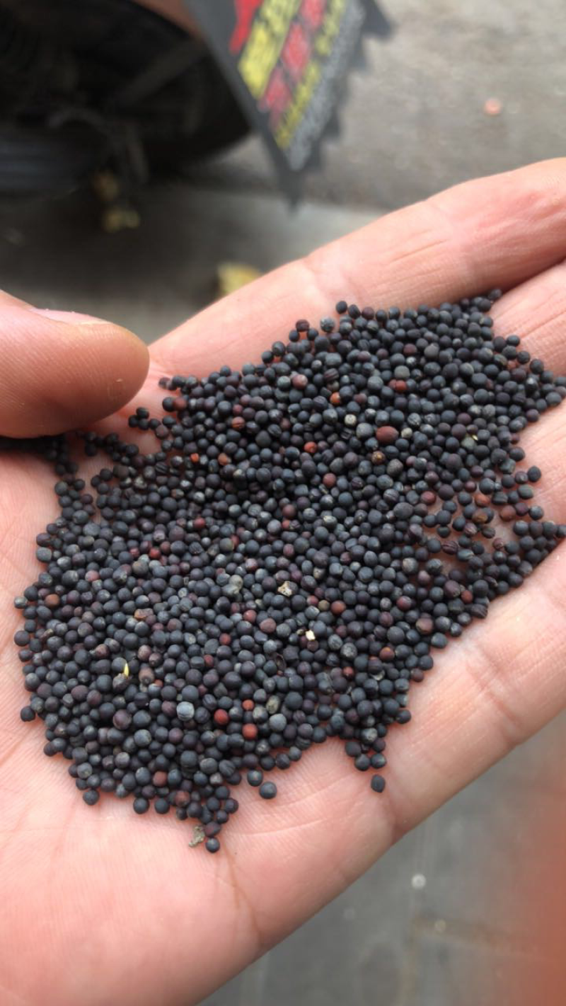 江苏本地油菜籽。看不上补贴来回车费