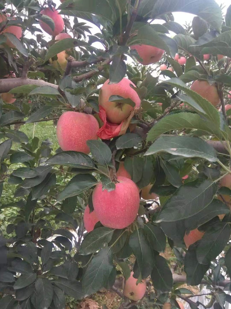 膜袋红富士
