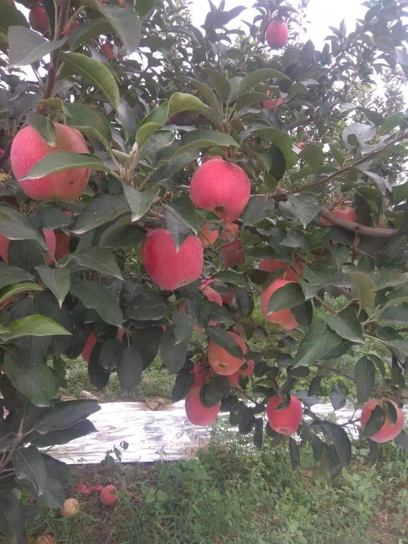 膜袋红富士