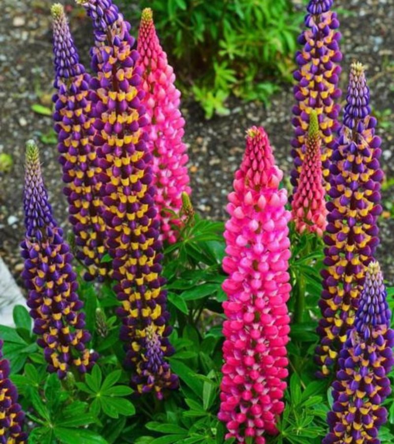 鲁冰花种子羽扇豆四季播庭院阳台花卉四季易种花草籽花海花
