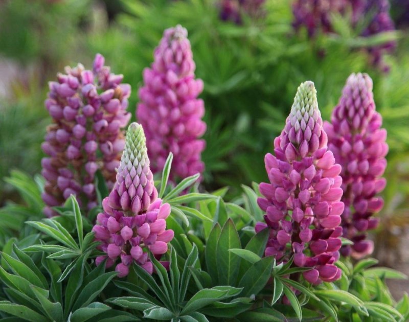 鲁冰花种子羽扇豆四季播庭院阳台花卉四季易种花草籽花海花