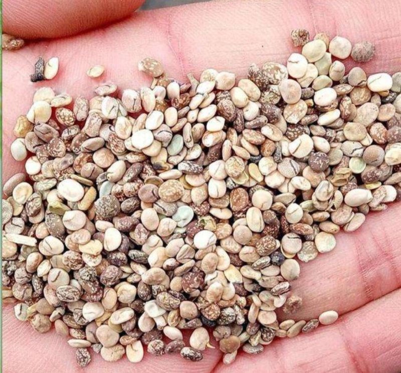 鲁冰花种子羽扇豆四季播庭院阳台花卉四季易种花草籽花海花