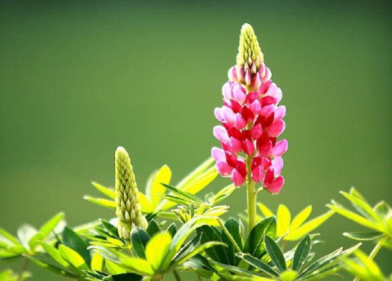 鲁冰花种子羽扇豆四季播庭院阳台花卉四季易种花草籽花海花