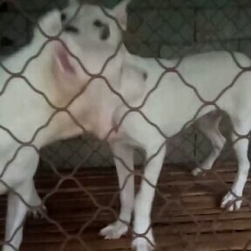 杜高犬公母都有，全国发货疫苗齐全欢迎选购
