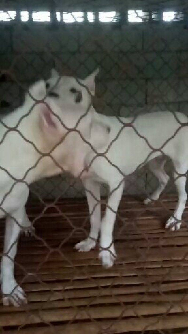 杜高犬公母都有，全国发货疫苗齐全欢迎选购
