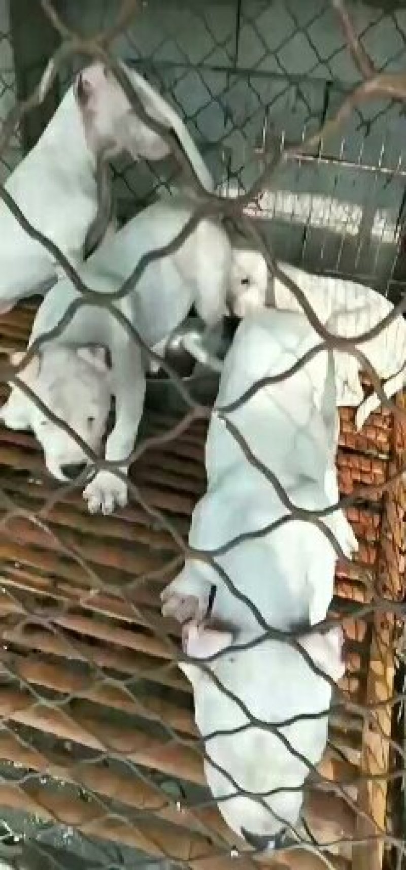 杜高犬公母都有，全国发货疫苗齐全欢迎选购