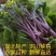 湖北红菜苔新鲜红菜苔湖北特产洪山菜苔菜薹