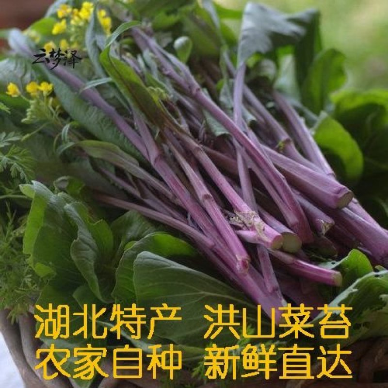 湖北红菜苔新鲜红菜苔湖北特产洪山菜苔菜薹