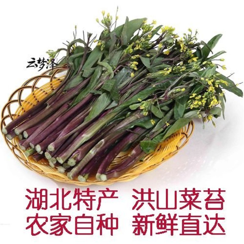 湖北红菜苔新鲜红菜苔湖北特产洪山菜苔菜薹