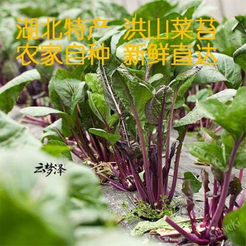 湖北红菜苔新鲜红菜苔湖北特产洪山菜苔菜薹