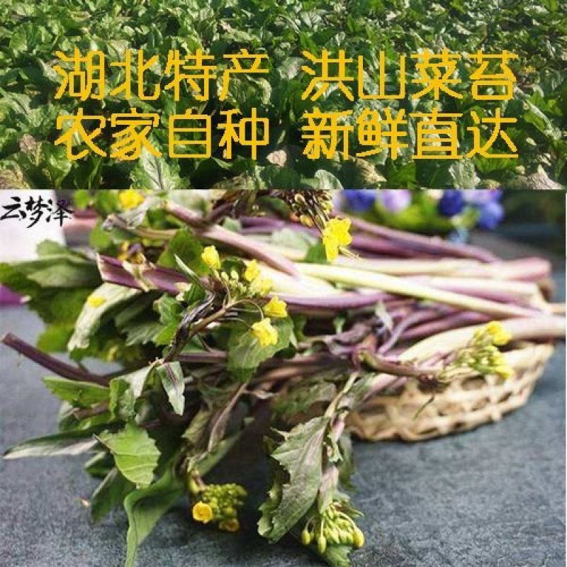 湖北红菜苔新鲜红菜苔湖北特产洪山菜苔菜薹