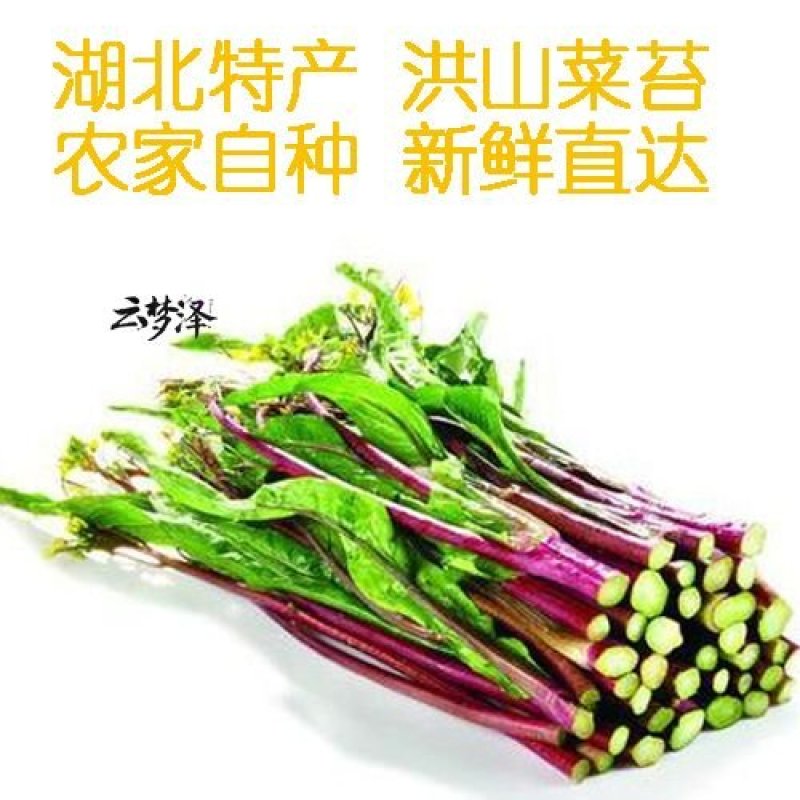 湖北红菜苔新鲜红菜苔湖北特产洪山菜苔菜薹