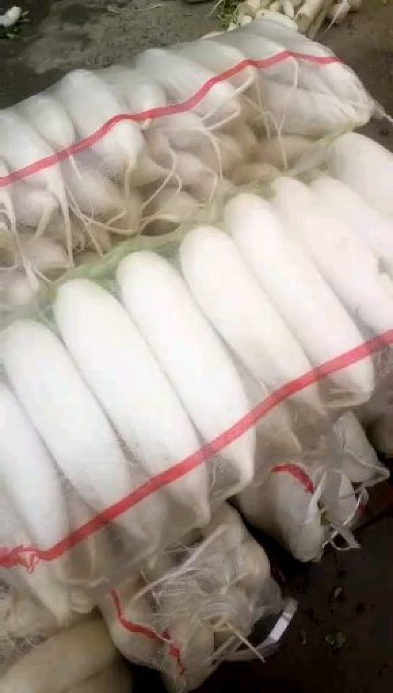 白萝卜1~1.5斤起