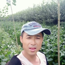 二年生杨树苗