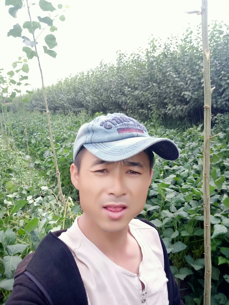二年生杨树苗