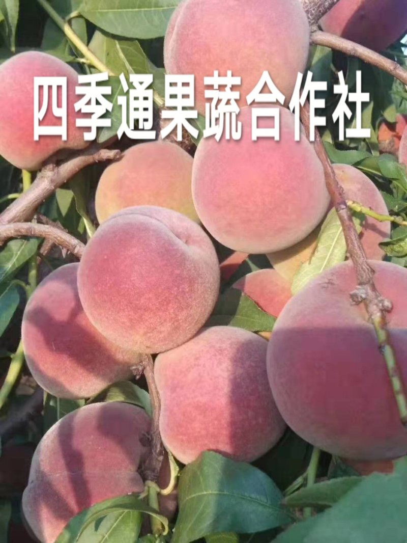 一件代发青州蜜桃供应电商桃子颜色红度好离核