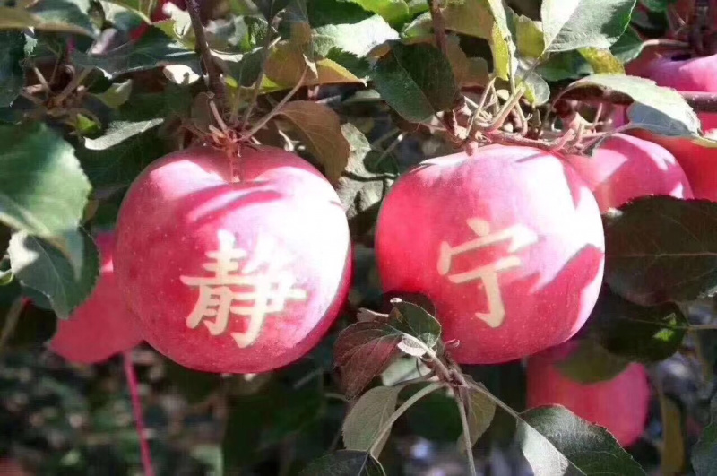 甘肃静宁红富士