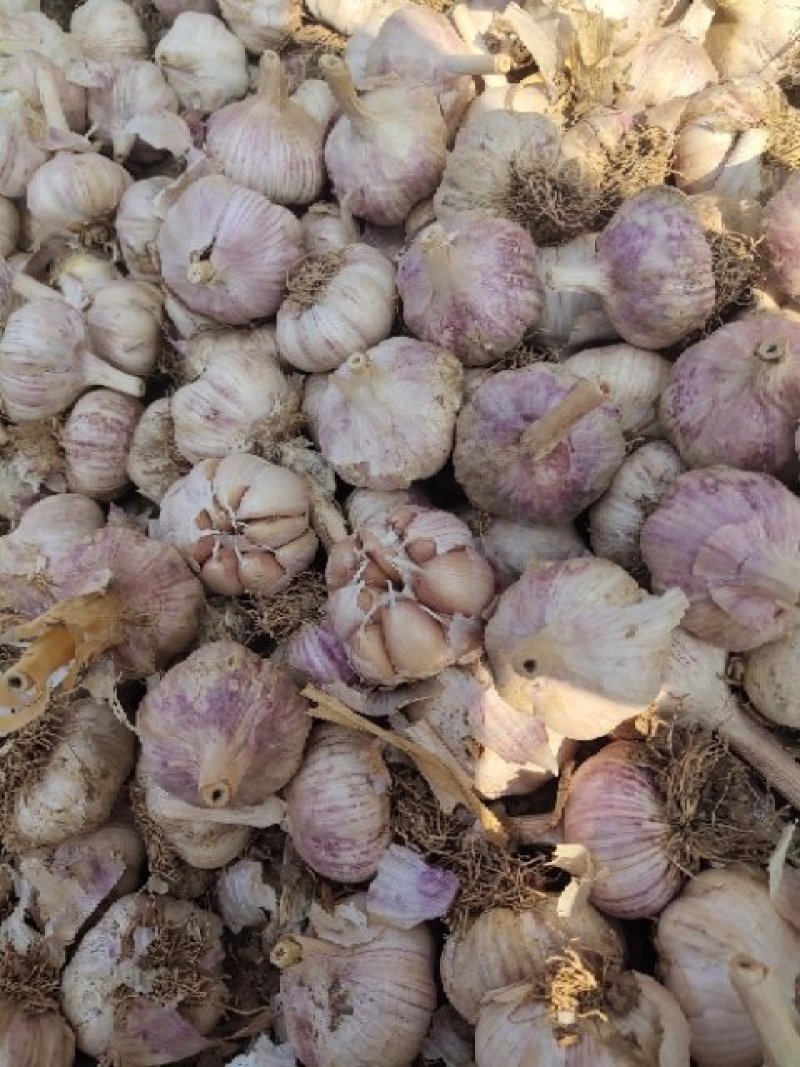 大名蒜种，紫红皮蒜种，一手货源，量大从优