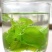 【品质茶】桑叶茶，霜桑叶，1200亩桑苗基地直供量大从优