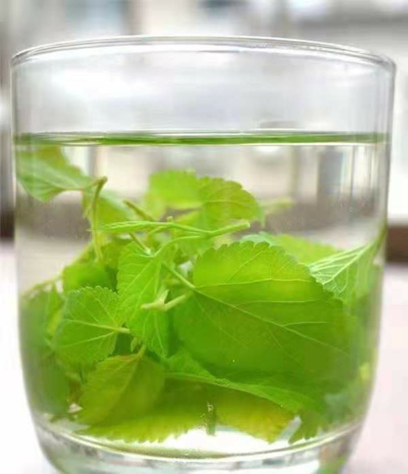 【品质茶】桑叶茶，霜桑叶，1200亩桑苗基地直供量大从优